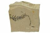 Dawn Redwood (Metasequoia) Fossil - Montana #165223-1